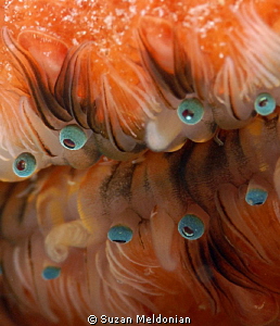 Eyes of Scallop super close by Suzan Meldonian 